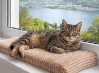 legowisko-dla-kota-60x50x4cm-cordi-różowe-widok-z-kotem