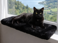 legowisko-dla-kota-60x50x4cm-furry-black-widok-z-czarnym-kotem