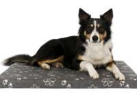 pies-na-legowisku-60x50x4cm