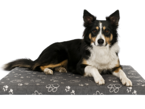 pies-na-legowisku-60x50x4cm